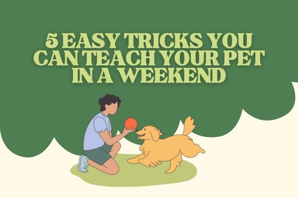 5 Easy Tricks You Can Teach Your Pet in a Weekend