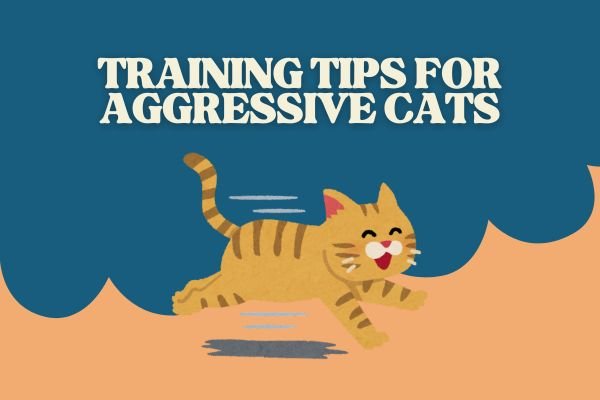 Training Tips for Aggressive Cats: Yes, It’s Possible!