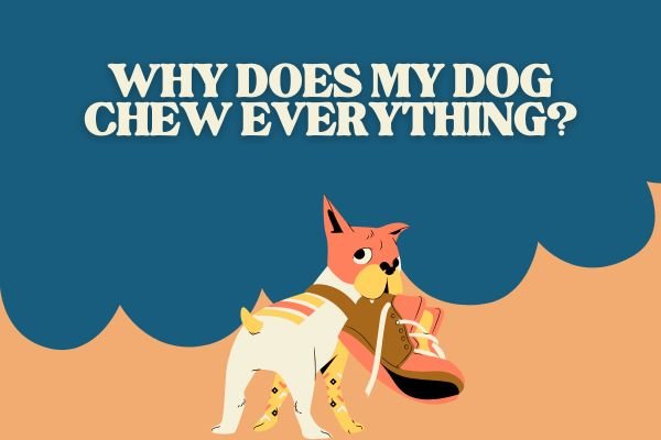 Why Does My Dog Chew Everything? Causes & Solutions