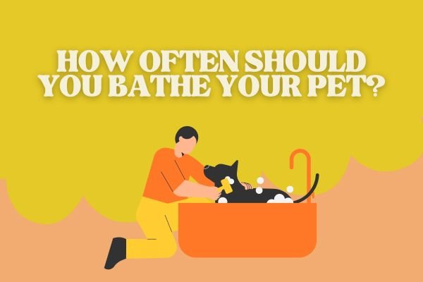 How Often Should You Bathe Your Pet?