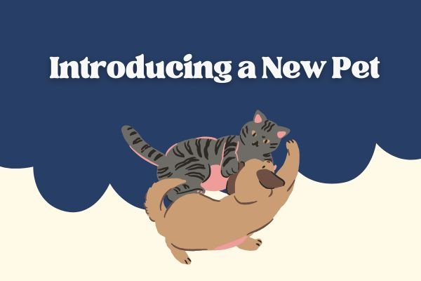 Introducing a New Pet: Avoiding Jealousy and Aggression