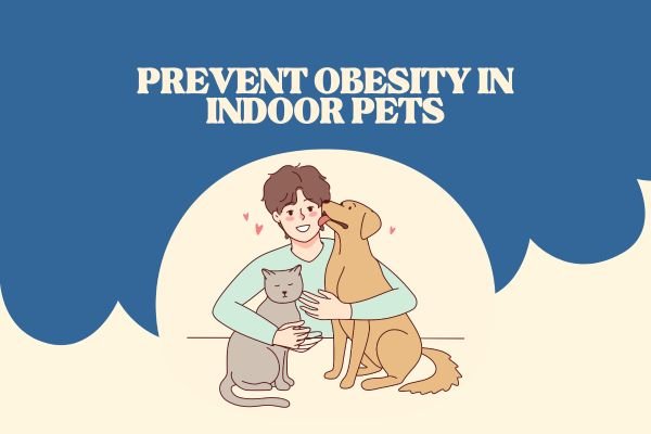 Prevent Obesity in Indoor Pets