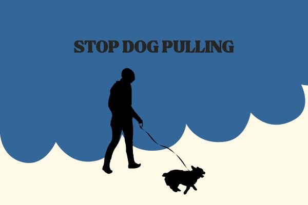 How to Train Your Dog to Stop Pulling During Walks